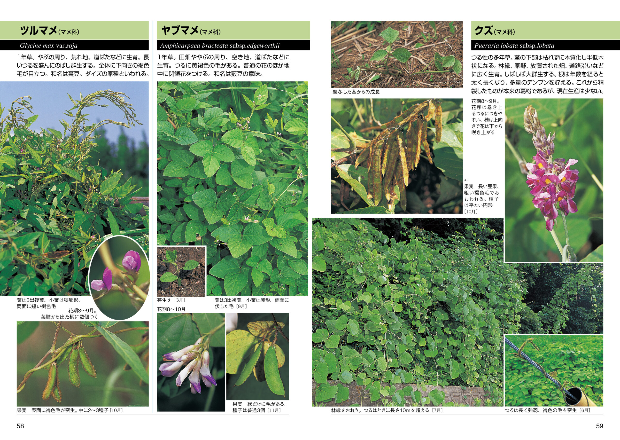 新版 形とくらしの雑草図鑑 全国農村教育協会 出版サイト