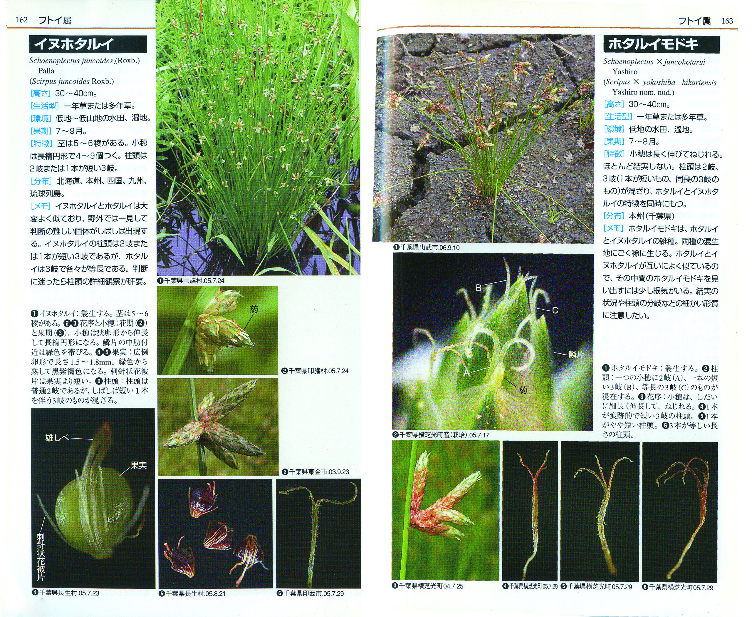 カヤツリグサ科入門図鑑 - 全国農村教育協会 出版サイト