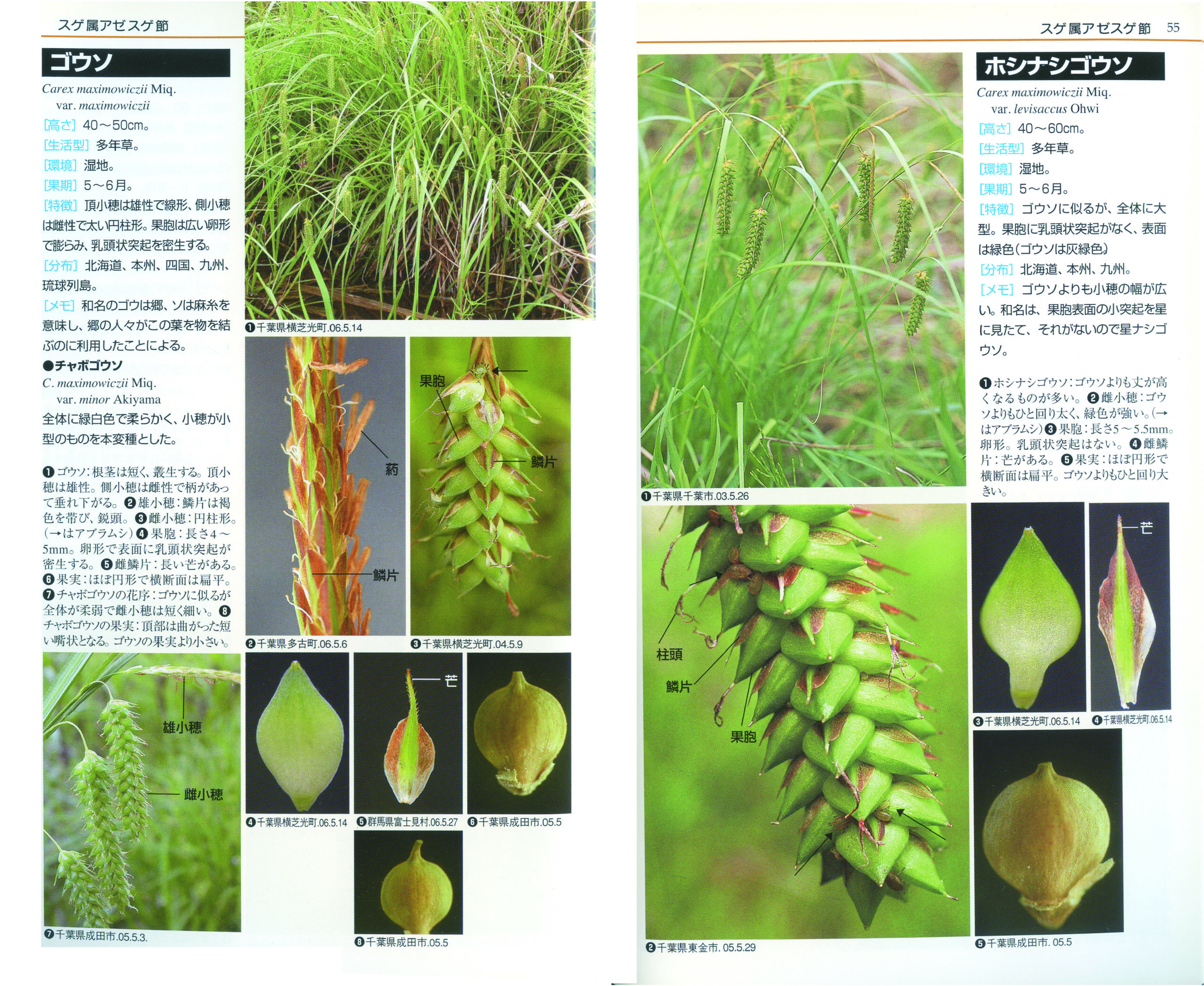 カヤツリグサ科入門図鑑 - 全国農村教育協会 出版サイト